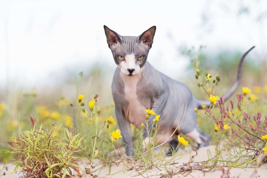 Characteristics of Egyptian cat without fur