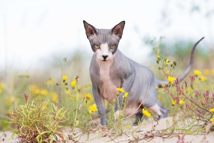 Gatto Egiziano senza pelo caratteristiche