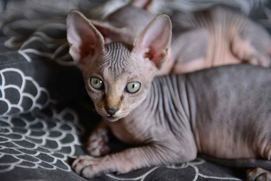 Cat breeds without fur