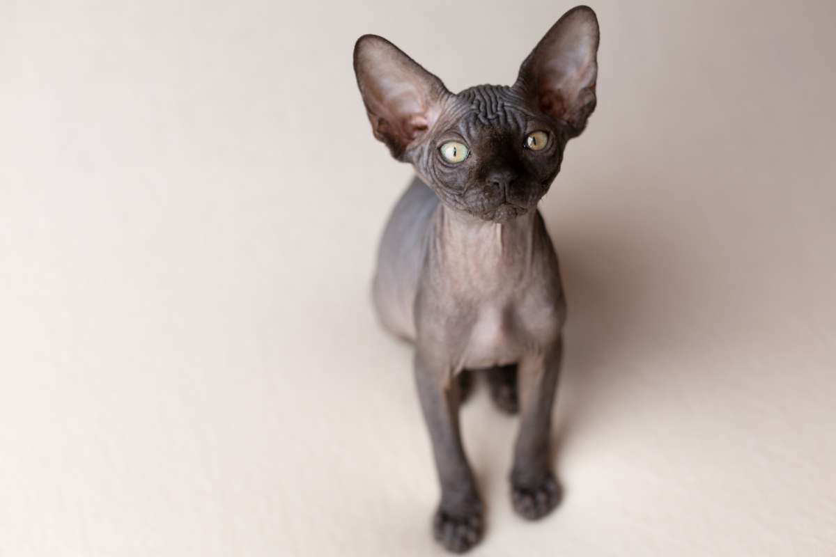 Mi Gato Sphynx Se Ensucia Mucho Gato esfinge sin pelaje - características