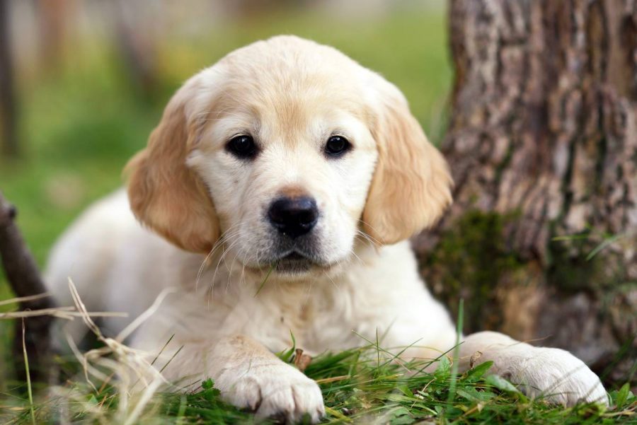 Golden Retriever Welpe    