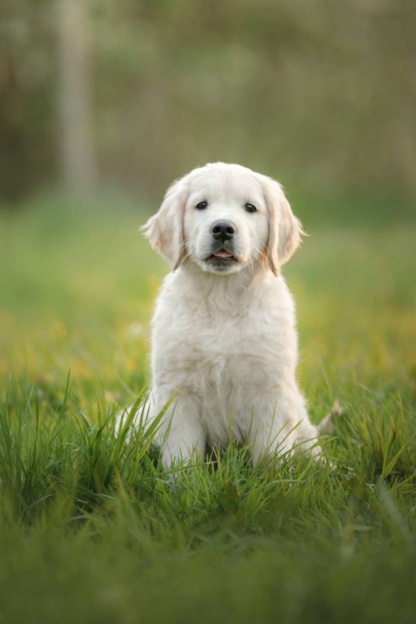 1 Golden Retriever puppies 