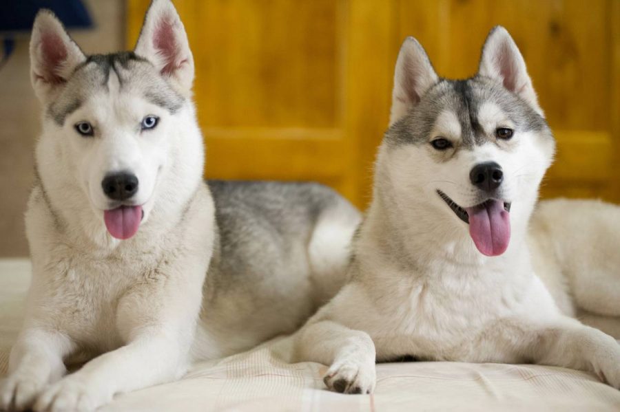 Züchtung von Siberian Huskies