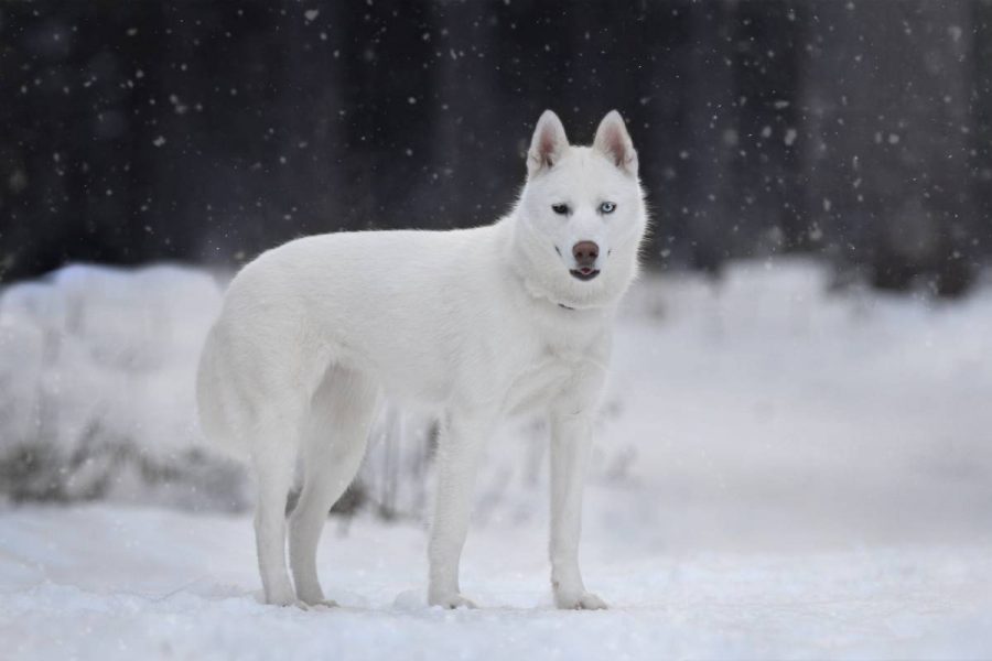 Husky Siberiano blanco
