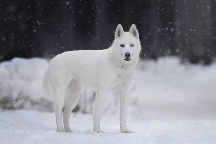 Weißer Siberian Husky 