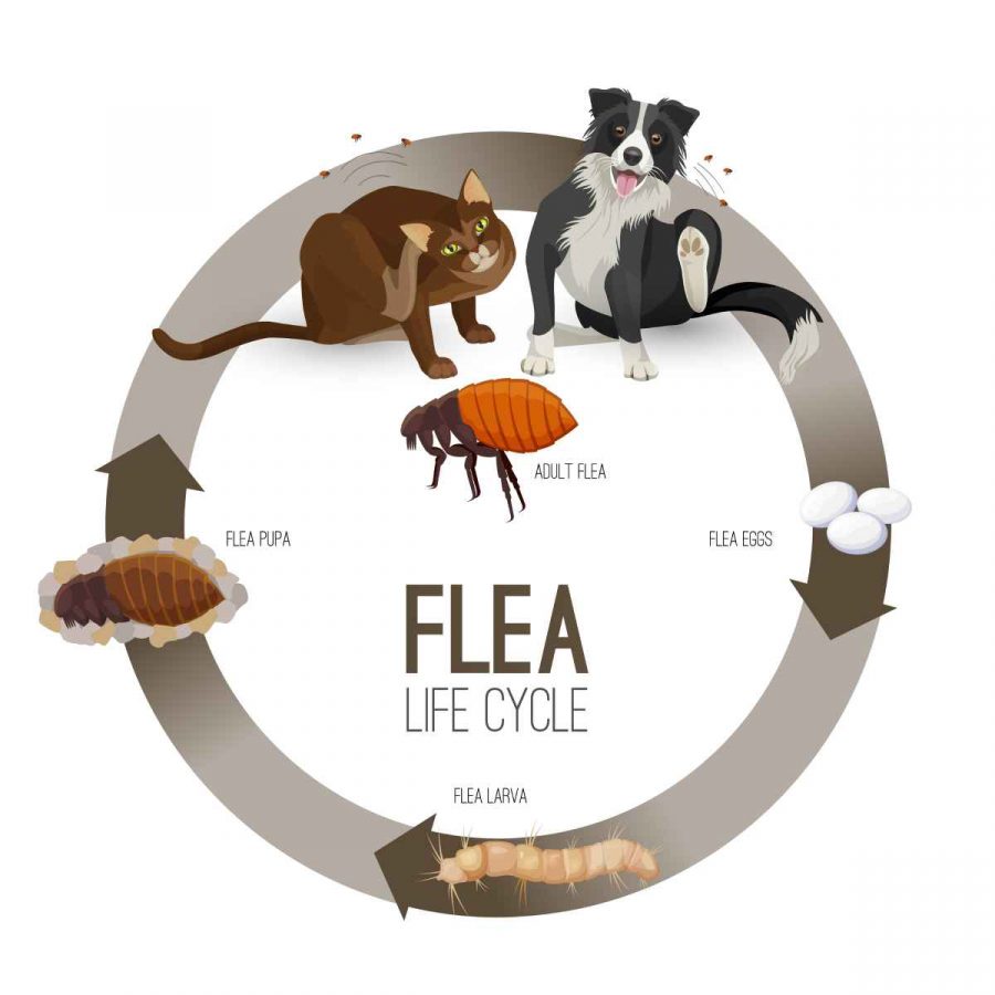 Fleas eggs in dogs