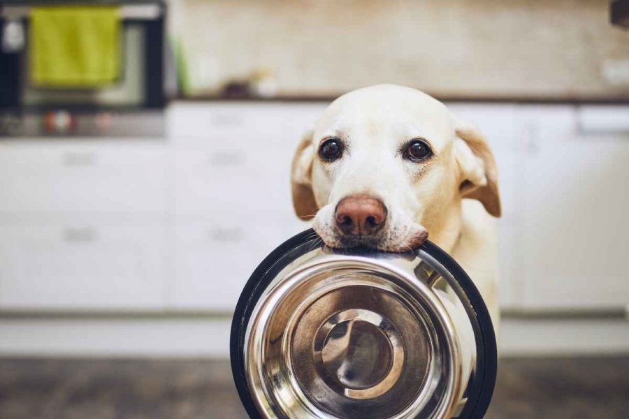 Accessori per cani Amazon