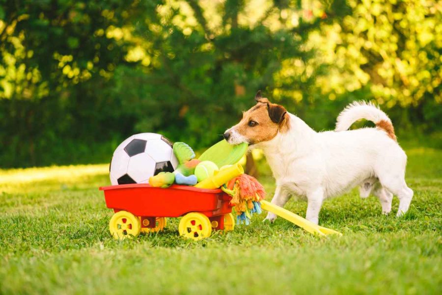 Accesorios para perros