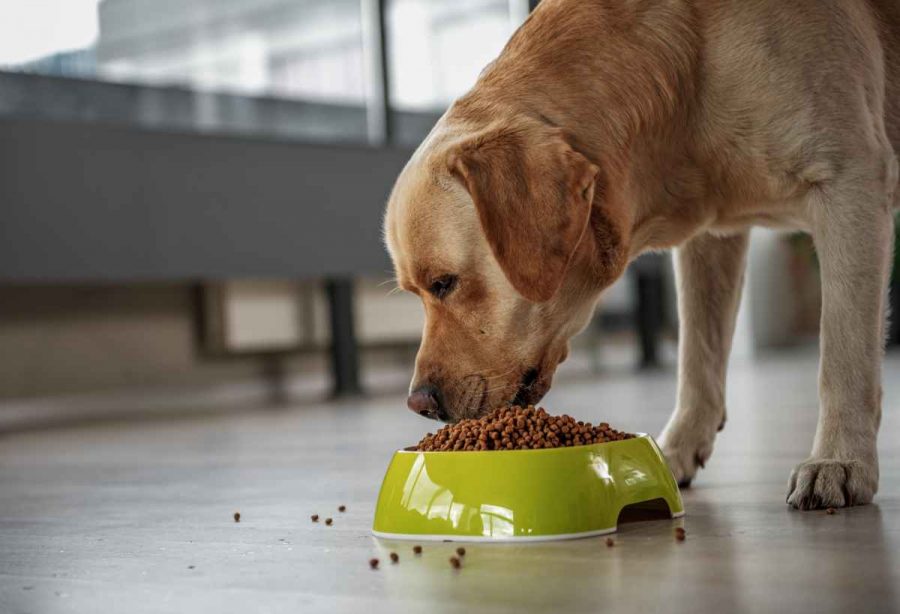 1 Alimentation pour chiens