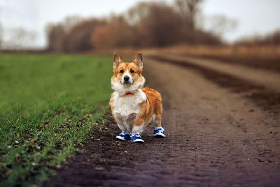 Accessori particolari per cani