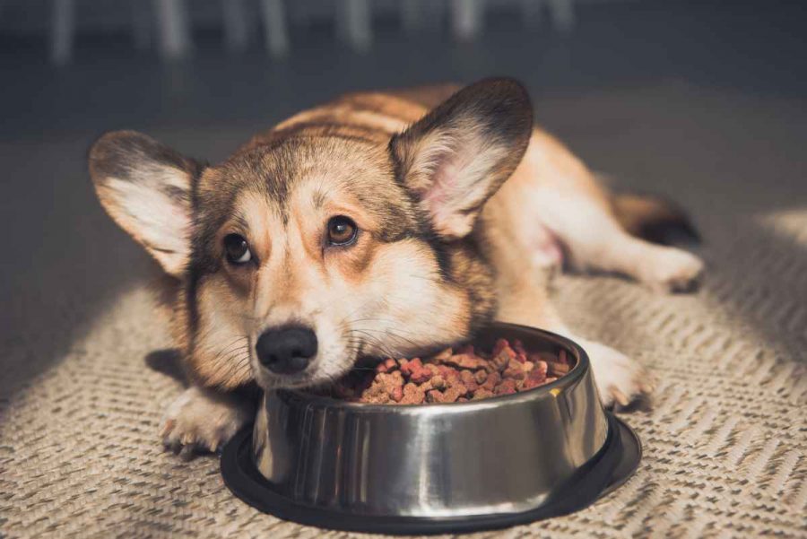 Schwarze Liste für Hundefutter