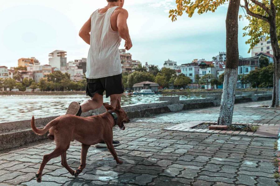 GPS-Hundehalsbänder Amazon