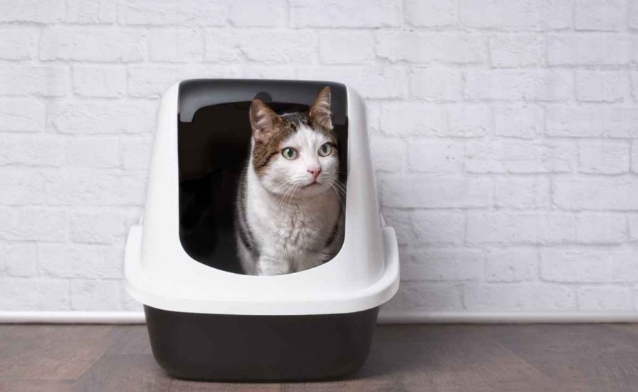 Litière fermée pour chats