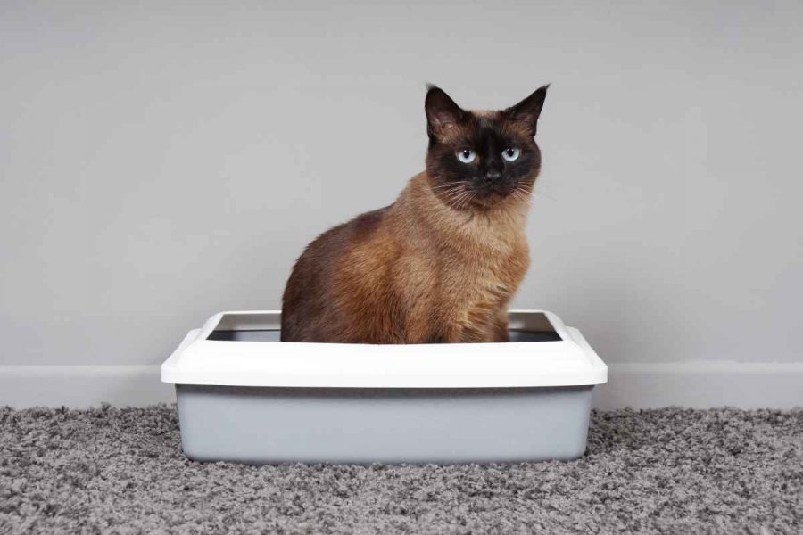 Cat litter tray