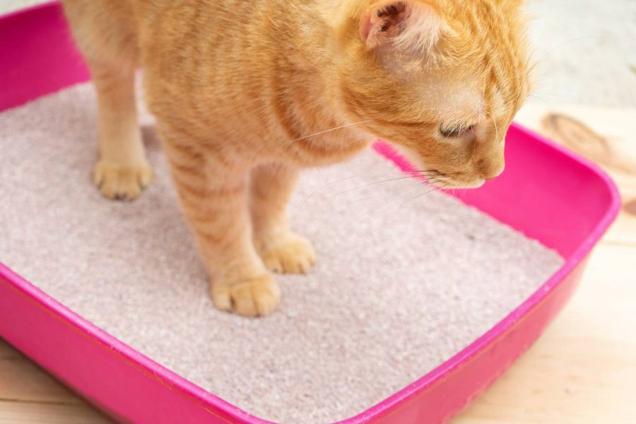 Caja de arena para gatos