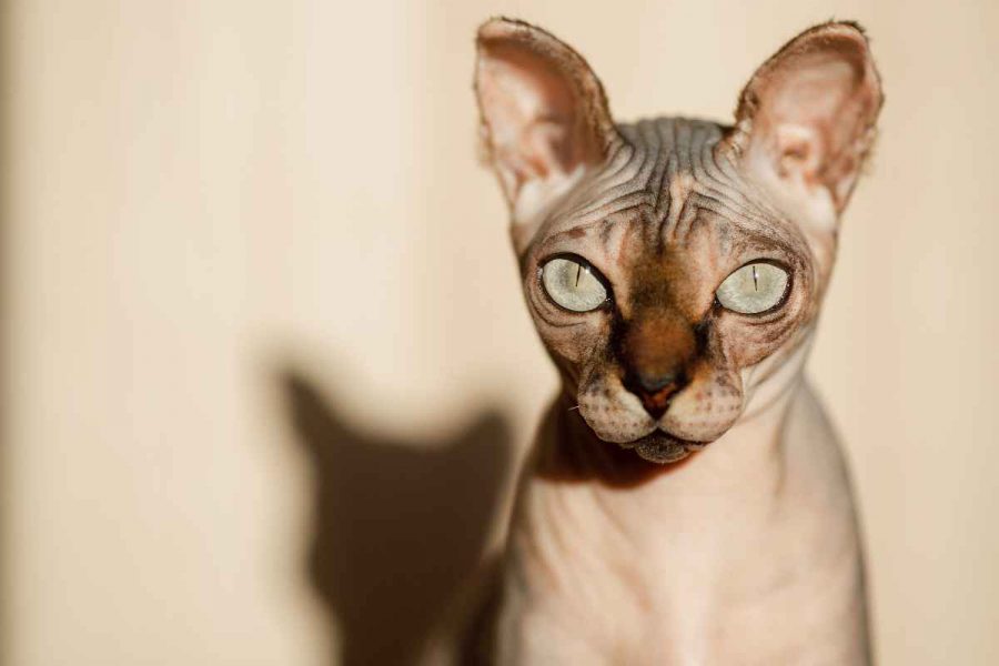 Hairless cat