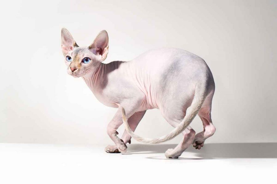 Hairless cat prices 