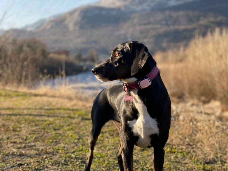 Quel collier GPS choisir pour un chien ?