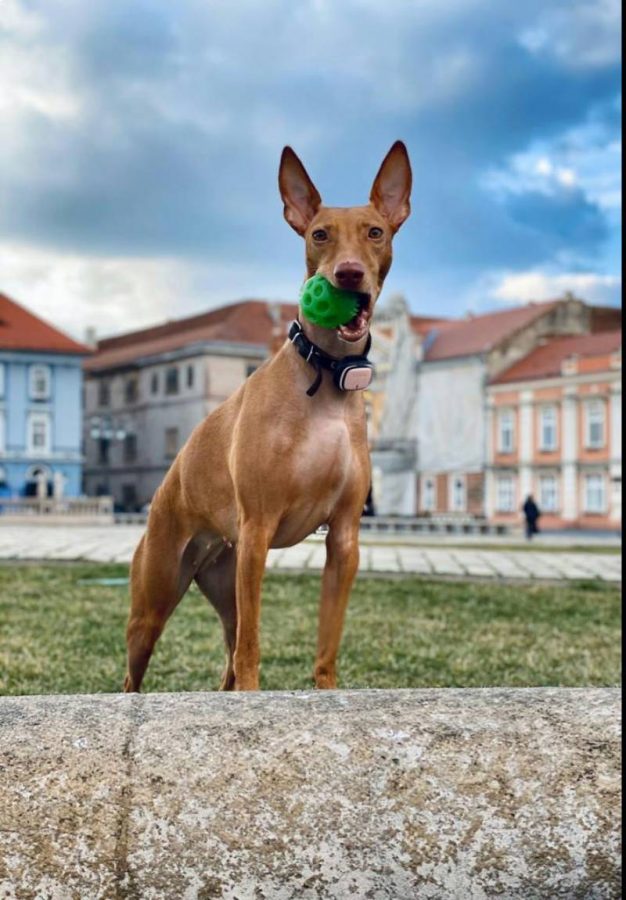 Collier GPS pour chiens Amazon