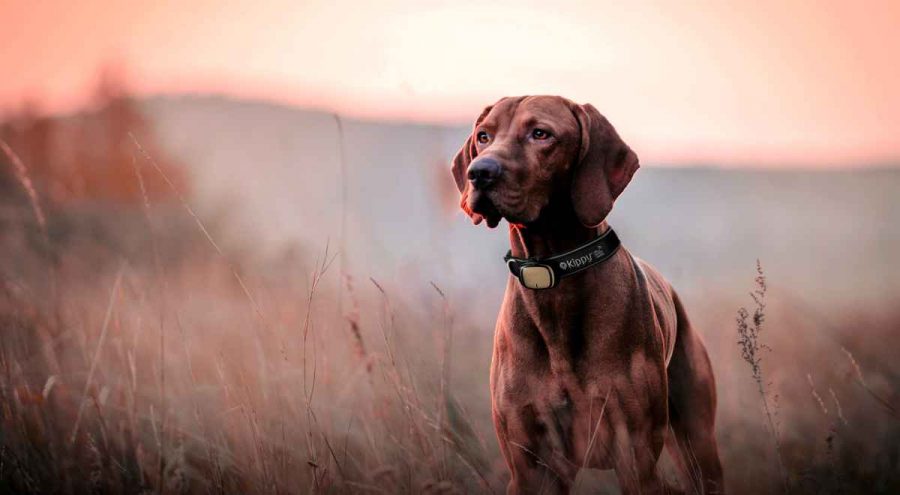 Best satellite for hunting dogs 