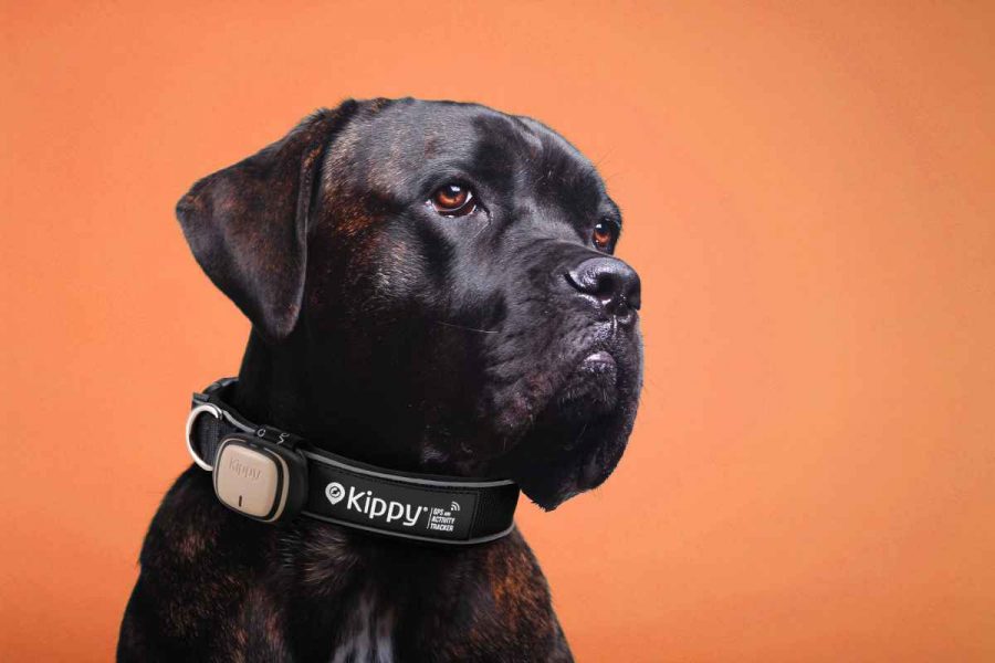 Amazon GPS pour chiens