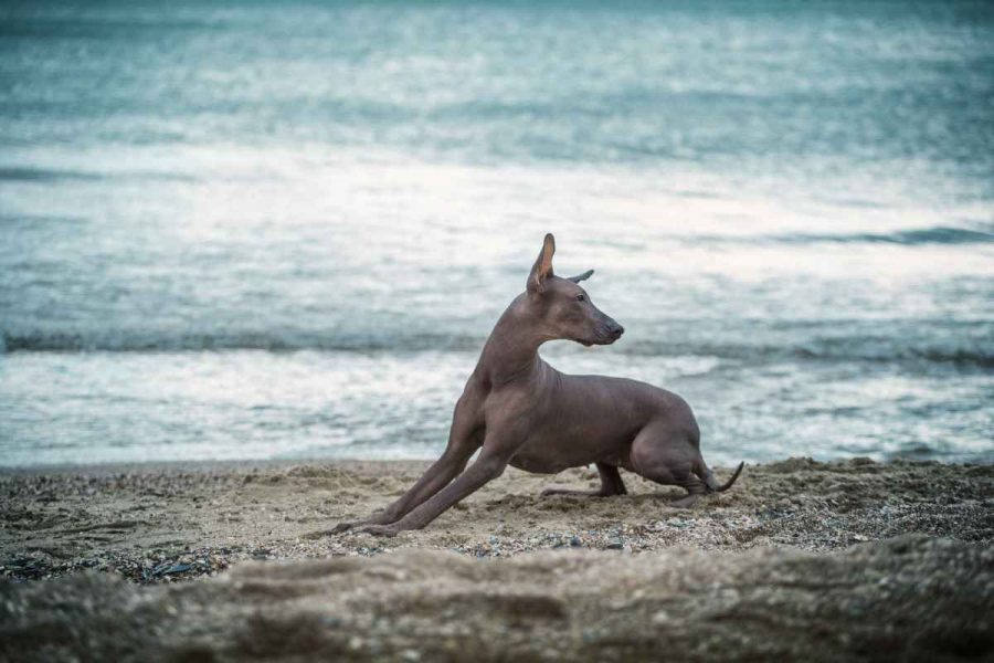 Race de chiens sans poils 