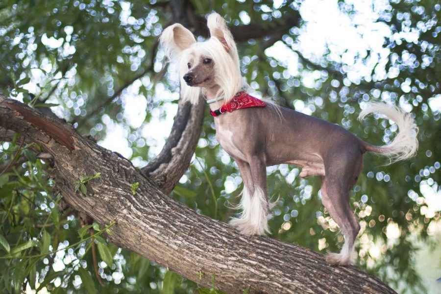 Perro pequeño sin pelo