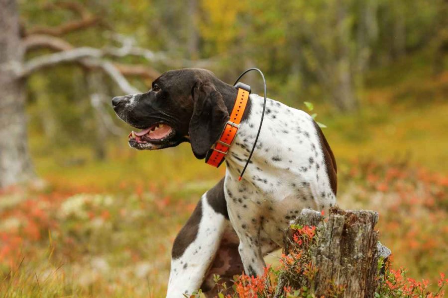 GPS Collar for Hunting Dogs