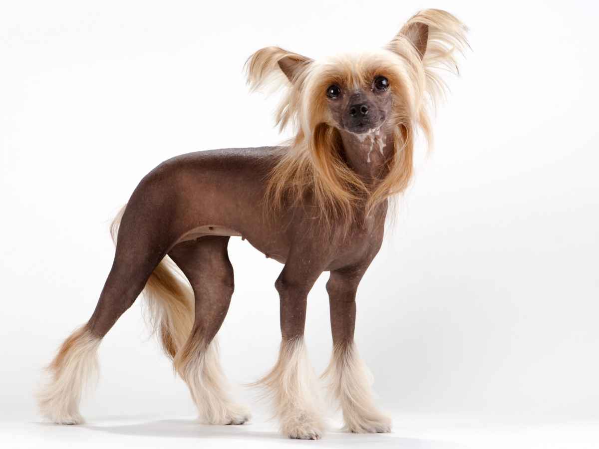 Chinese Hairless Dog