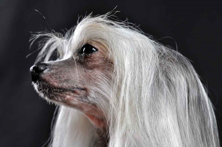 Perro chino sin pelo