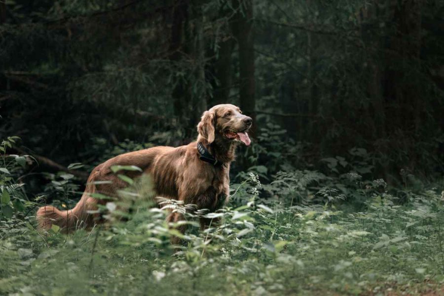 Collares para perros con GPS sin suscripción