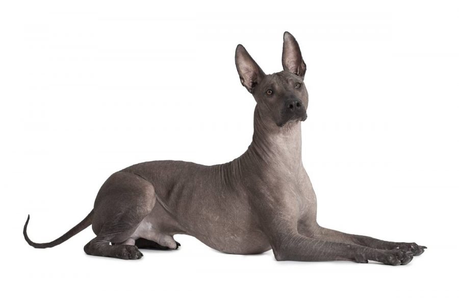 Mexican hairless dog
