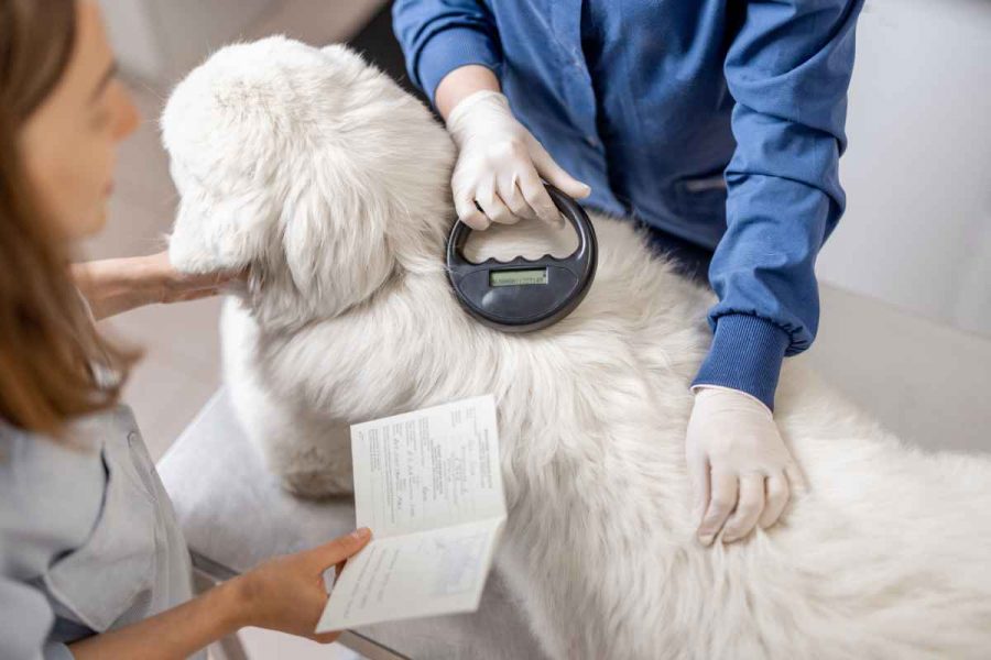 GPS microchip for dogs