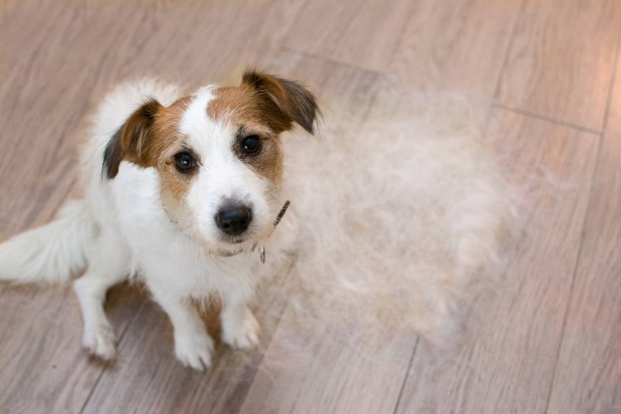 Caída del pelo en perros