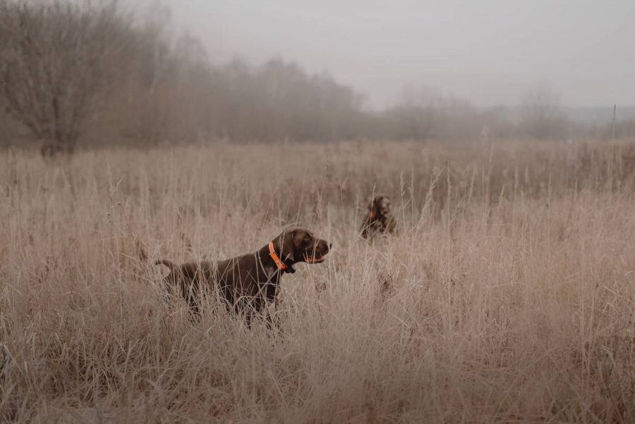 GPS cani caccia