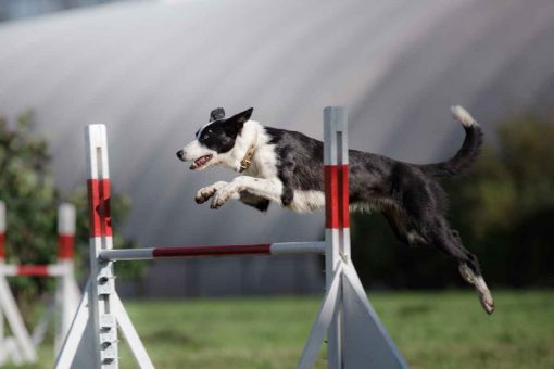 Hund-springt-beim-Hüpfen
