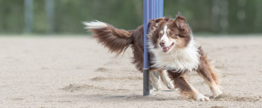 Agility-Ausrüstung für Hunde