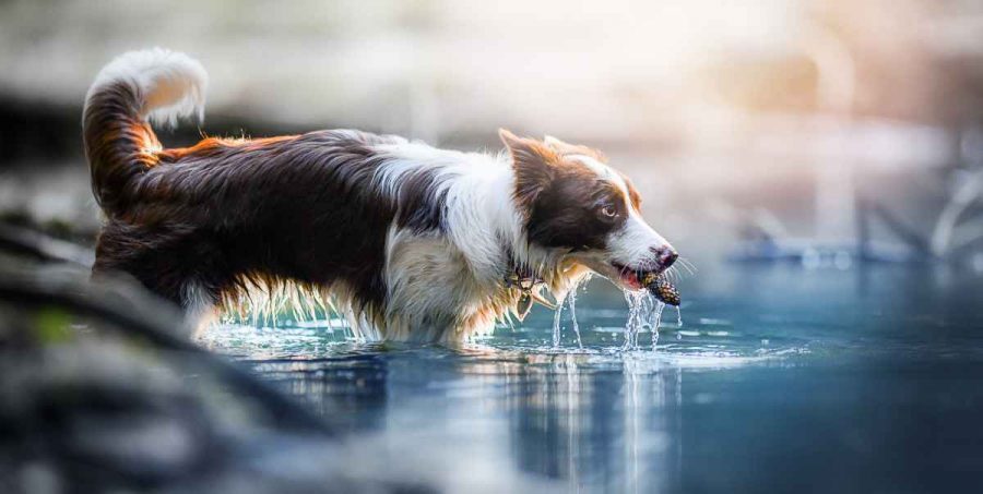 GPS impermeable para perros