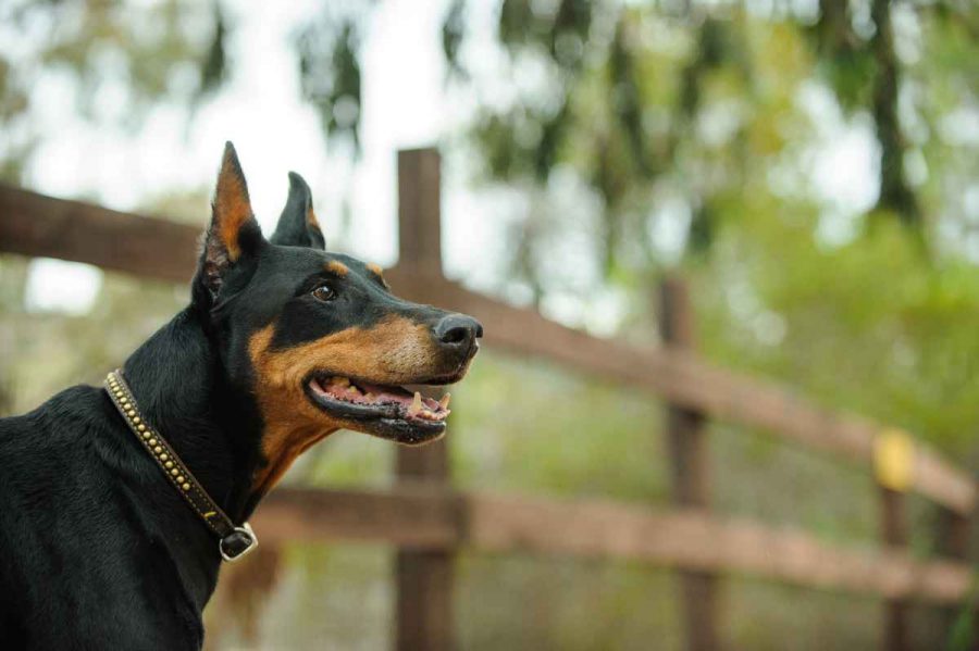 Arnés para perros con GPS