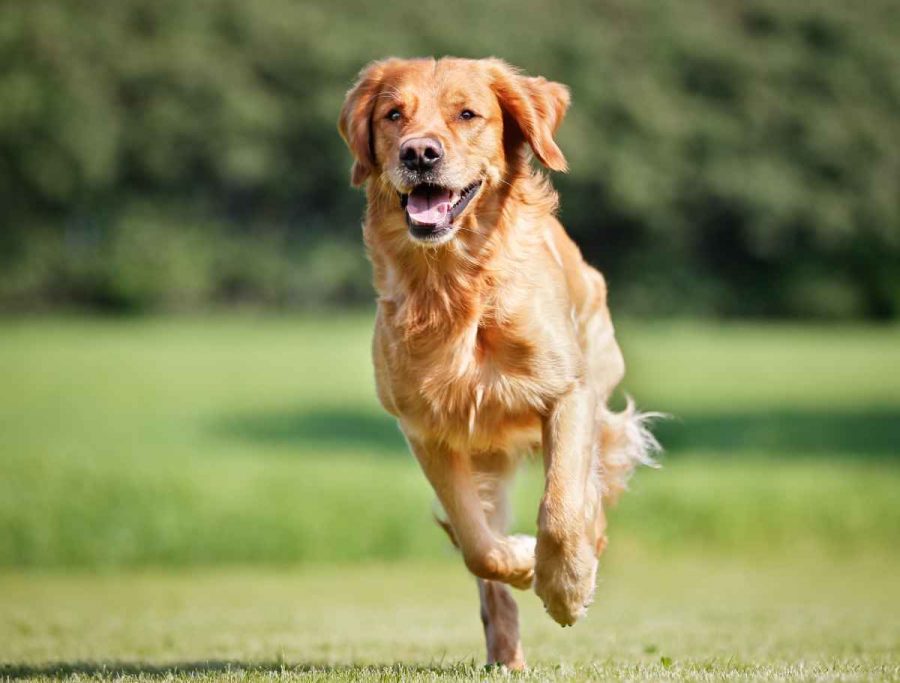 GPS trackers for dogs