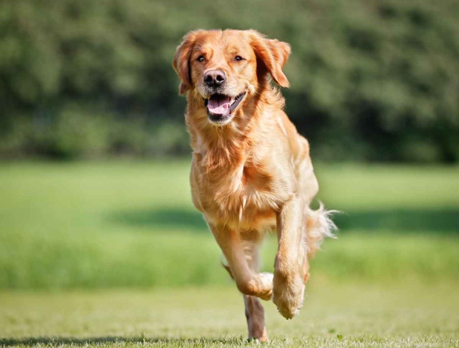 GPS-Tracker für Hunde