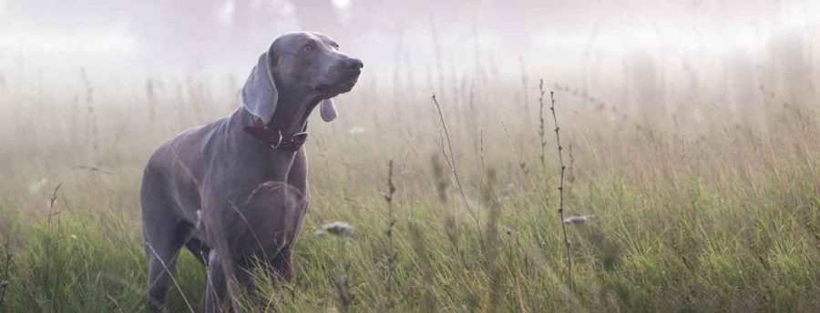 Collar vía satélite para perros de caza