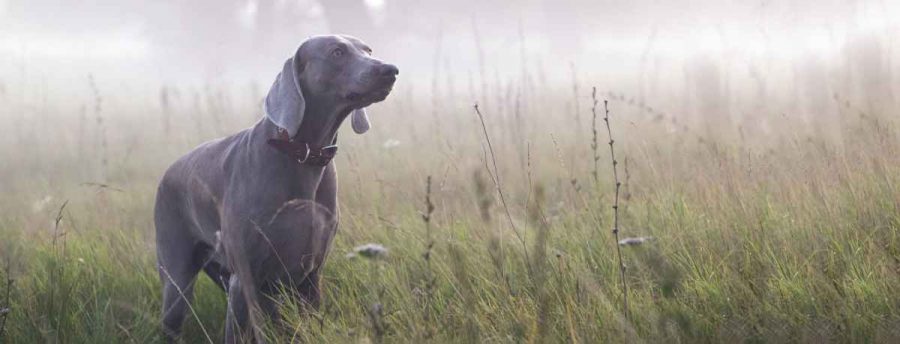 Collier satellitaire pour chiens de chasse