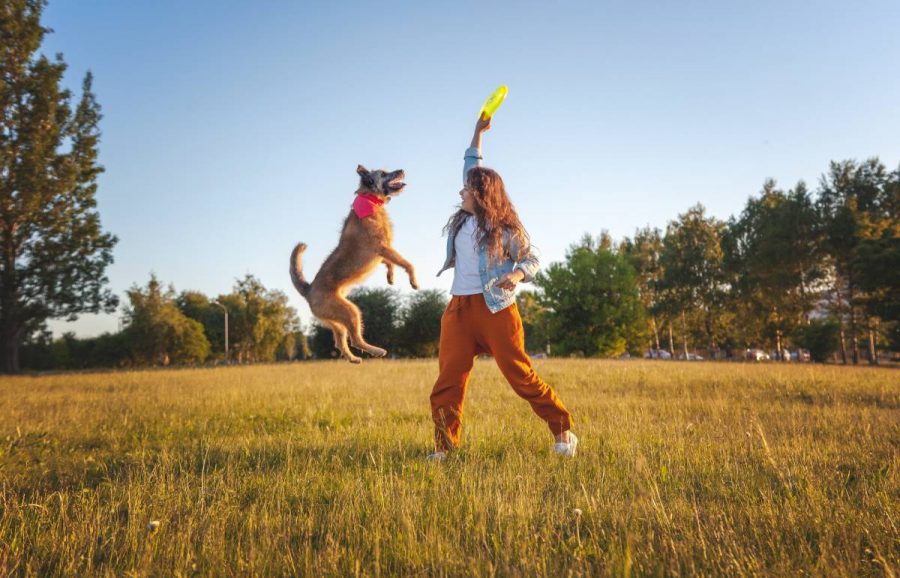 Überwachung der Hundeaktivität