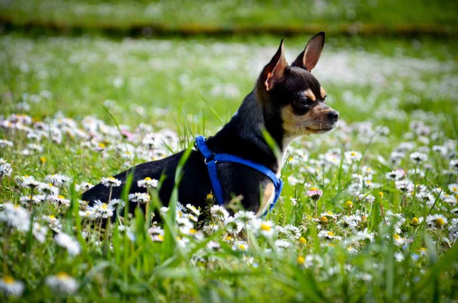 Seguimiento por GPS de perros pequeños