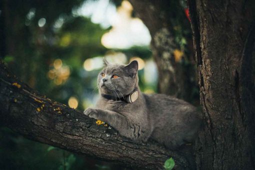 gato-árbol -kippy