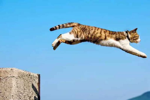 cat-jumps