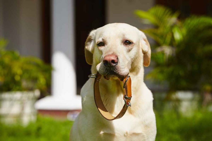 Prix du collier pour chien