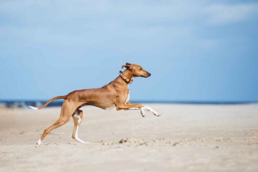 Hund-läuft-Strand