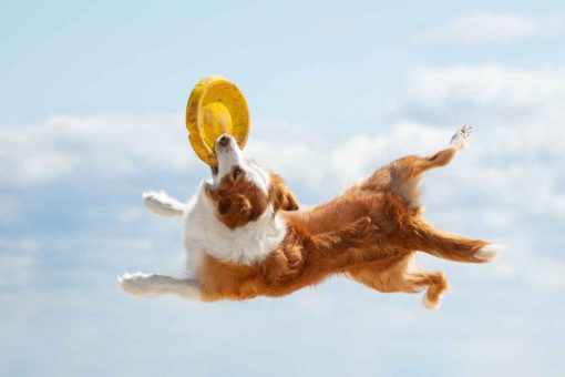 dog-jumps-freesbee
